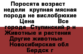 Поросята возраст 4 недели, крупная мясная порода(не вислобрюхие ) › Цена ­ 4 000 - Все города, Ступинский р-н Животные и растения » Другие животные   . Новосибирская обл.,Бердск г.